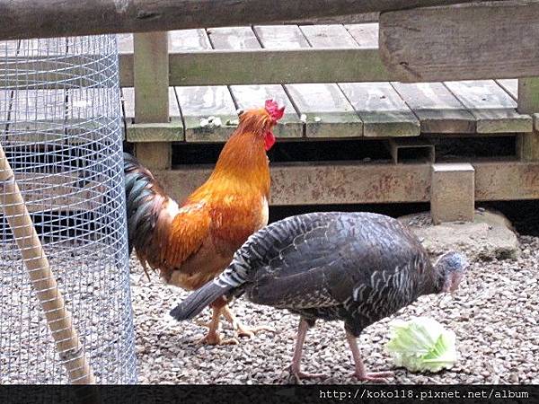 104.2.22 新竹動物園-雞.JPG