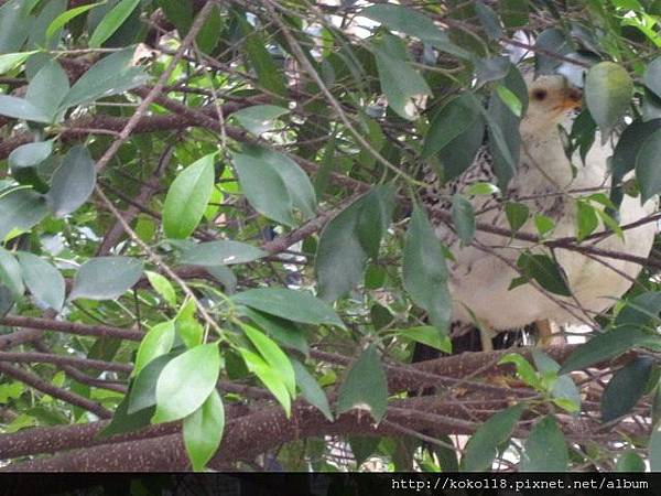 104.2.22 新竹動物園-雞2.JPG