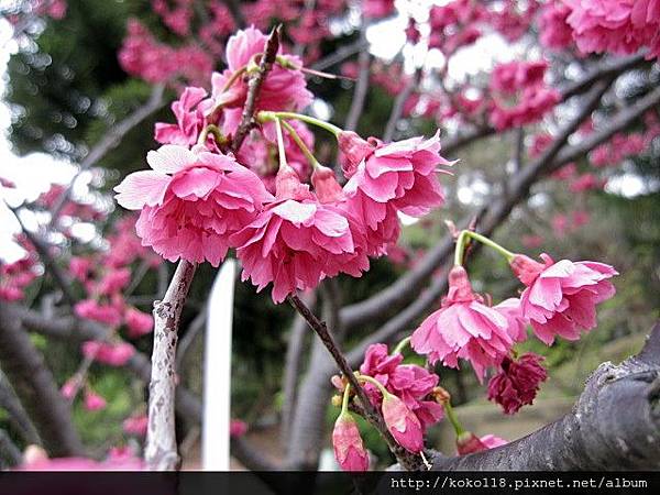 104.3.1 新竹公園-八重櫻9.JPG