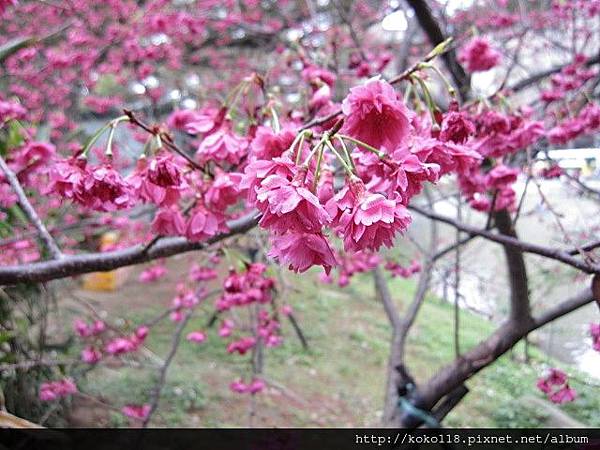 104.3.1 新竹公園-八重櫻11.JPG