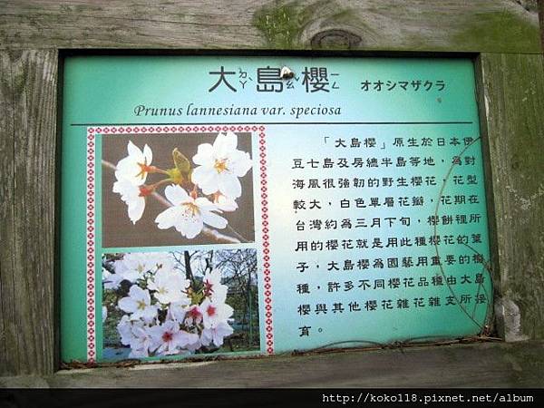 104.3.1 新竹公園-大島櫻標示牌.JPG