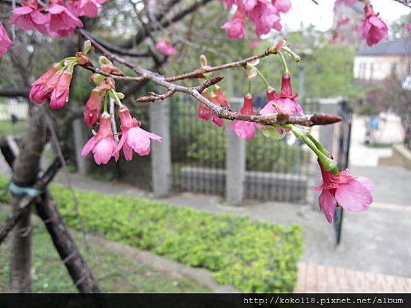 104.3.1 新竹公園-山櫻花2.JPG