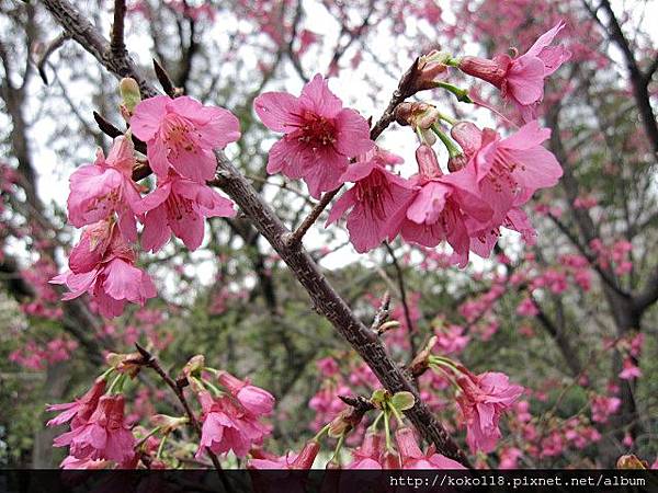 104.3.1 新竹公園-山櫻花3.JPG