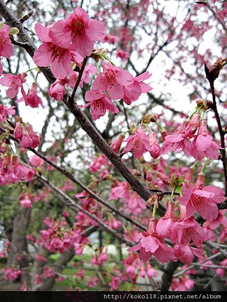 104.3.1 新竹公園-山櫻花4.JPG