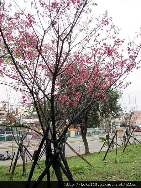 104.3.1 新竹公園-山櫻花7.JPG