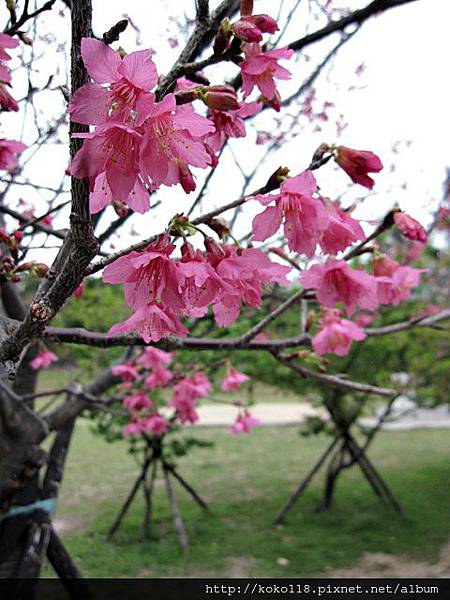 104.3.1 新竹公園-山櫻花8.JPG