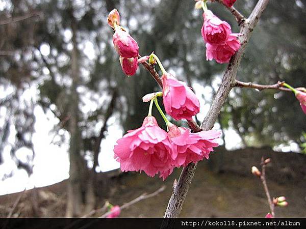 104.3.7 新竹公園-八重櫻.JPG