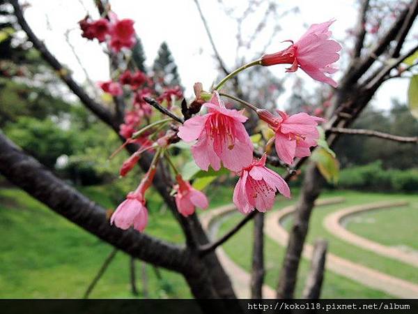 104.3.17 新竹公園-山櫻花.JPG