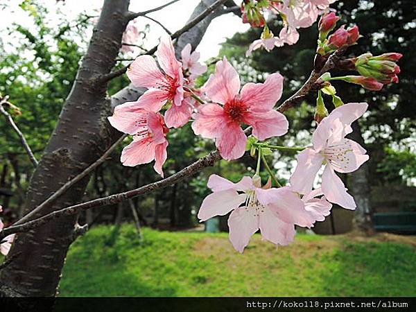 104.3.17 新竹公園-富士櫻11.JPG