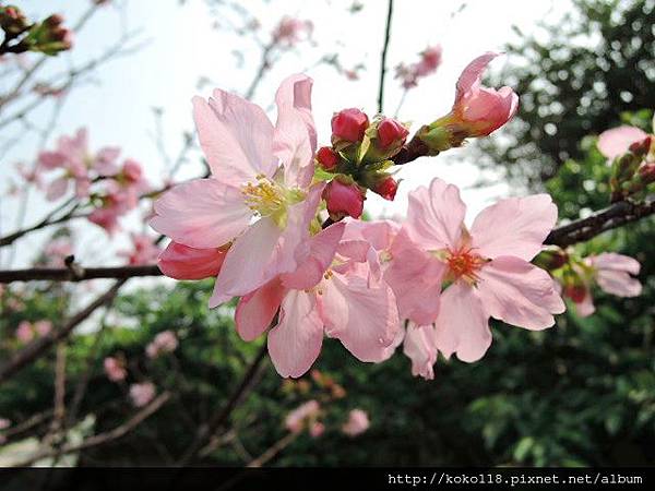 104.3.17 新竹公園-富士櫻16.JPG