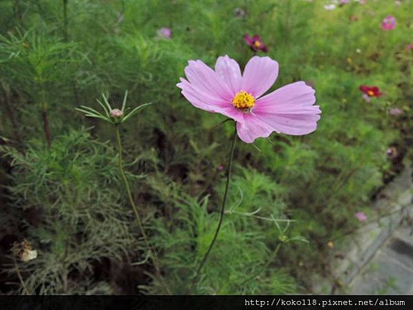 104.3.19 後站公園-大波斯菊7.JPG