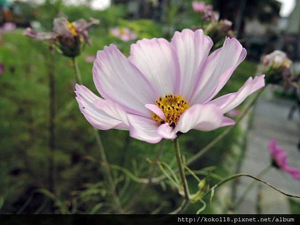 104.3.19 後站公園-大波斯菊10.JPG