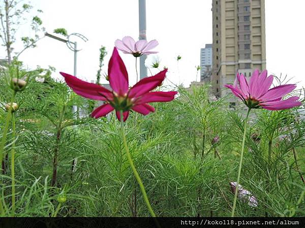 104.3.19 後站公園-大波斯菊16.JPG