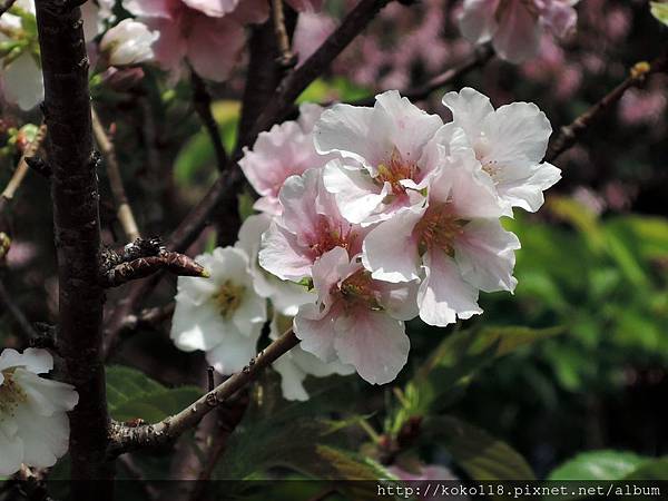 104.4.4 新竹公園-吉野櫻26.JPG