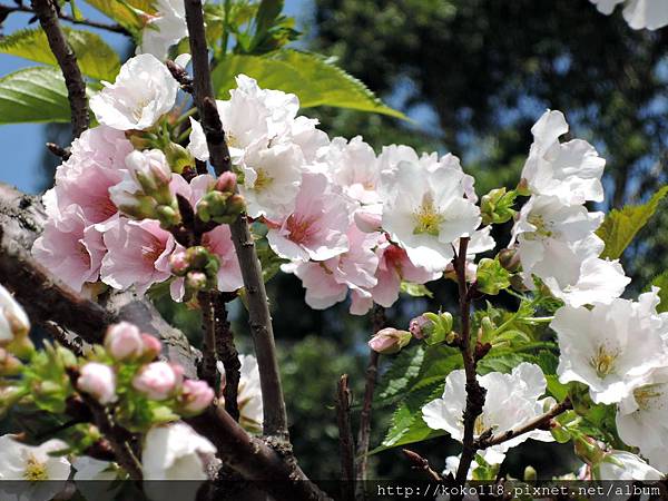 104.4.4 新竹公園-吉野櫻27.JPG