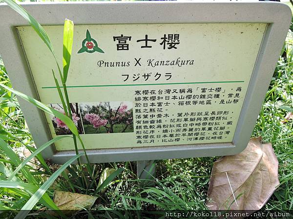 104.4.4 新竹公園-富士櫻介紹看板.JPG