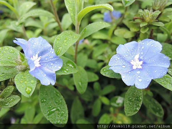 104.4.11 藍星花1.JPG