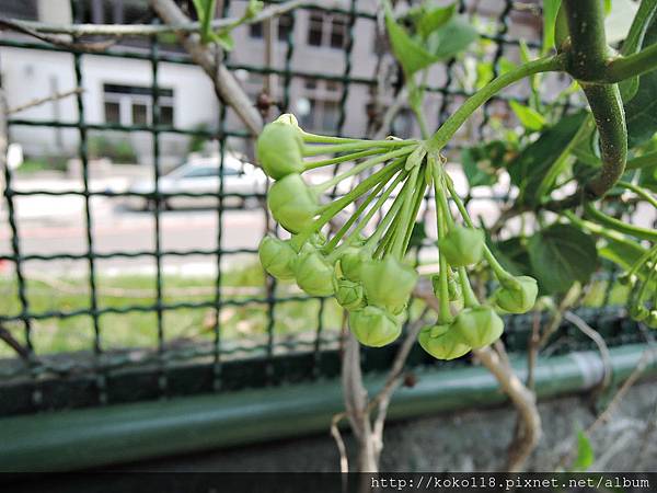 104.4.19 國小-華他卡藤(花).JPG