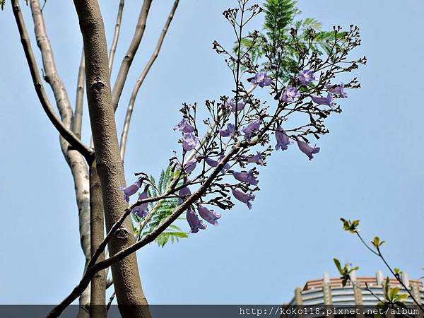 104.4.19 新竹公園-藍花楹.JPG