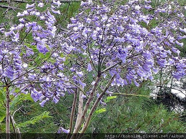 104.4.22 新竹公園-藍花楹2.JPG