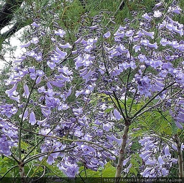 104.4.22 新竹公園-藍花楹5.JPG