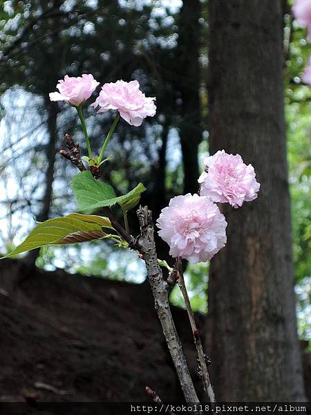 104.4.26 新竹公園-松月櫻.JPG