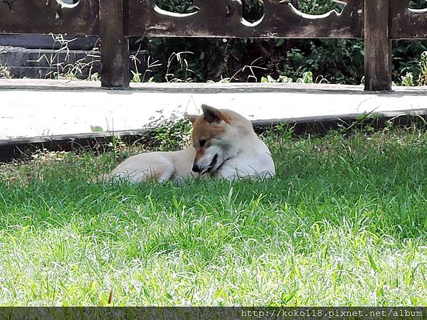 104.6.13 新竹市青少年館-柴犬.JPG