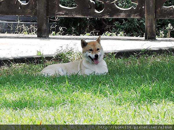 104.6.13 新竹市青少年館-柴犬2.JPG