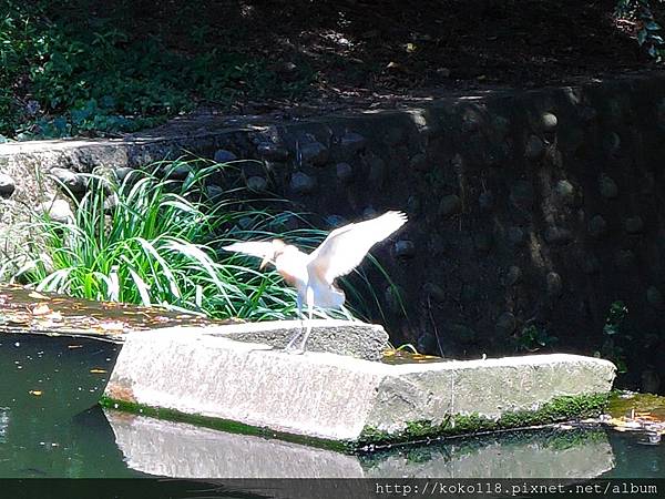 104.6.19 清華大學-黃頭鷺3.JPG