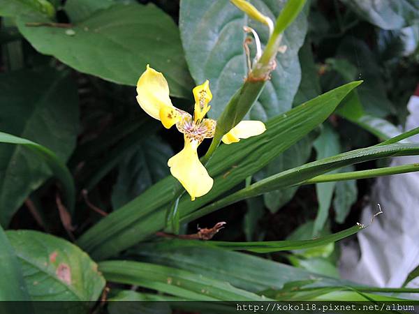 104.6.19 清華大學蝴蝶園-黃花巴西鳶尾1.JPG