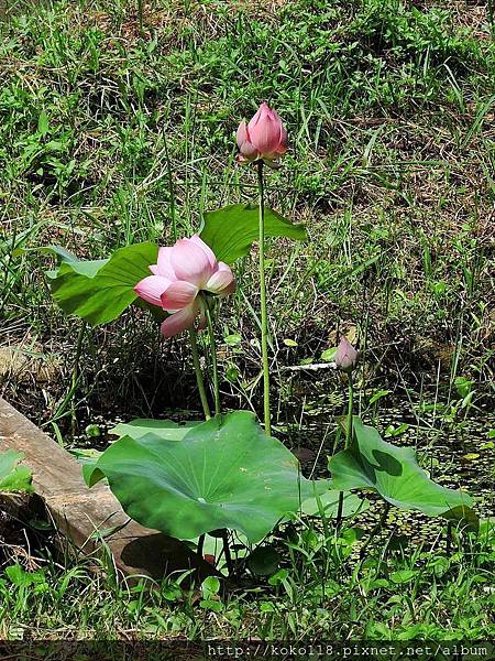 104.6.21 新竹高中-生態池-荷花20.JPG