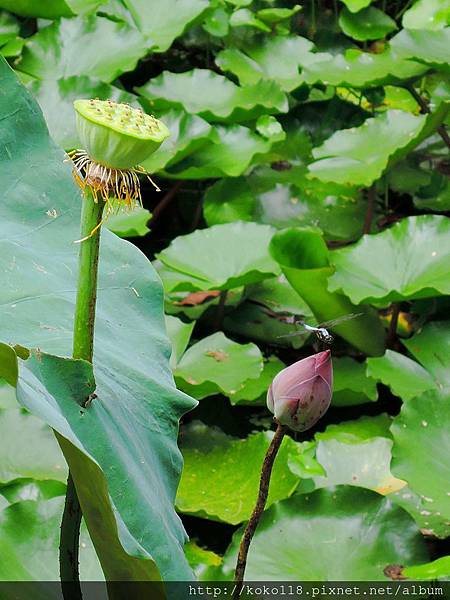 104.6.21 新竹高中-生態池-荷花,橙斑蜻蜓1.JPG