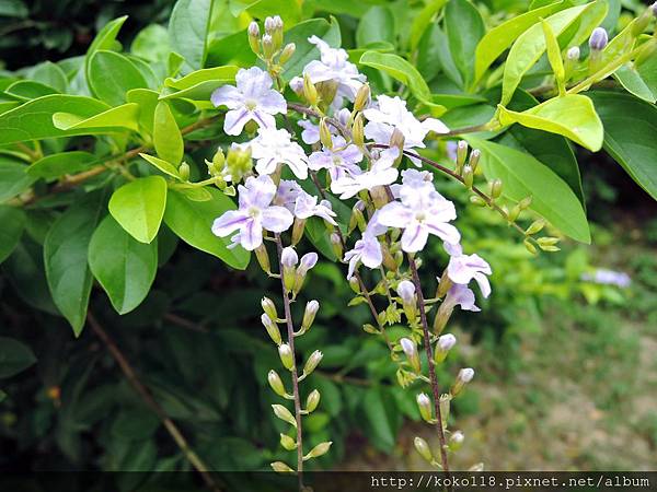 104.7.19 新竹公園-金露花1.JPG