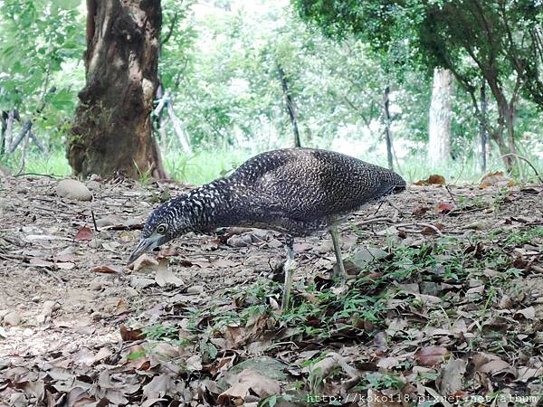 104.7.19 新竹公園-黑冠麻鷺10.JPG