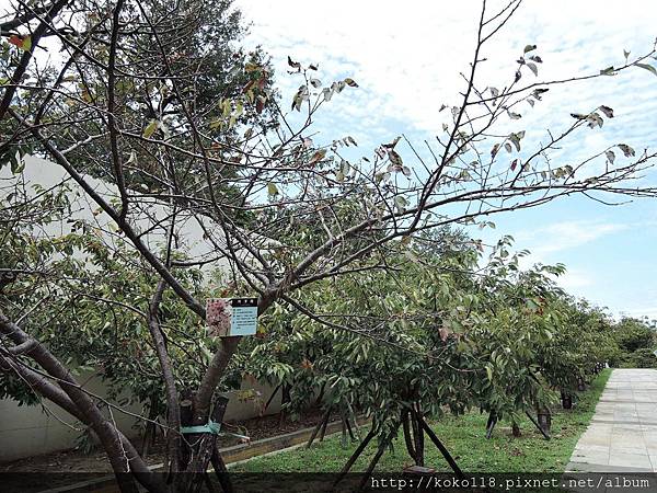 104.8.15 新竹公園-颱風過後的櫻花步道.JPG