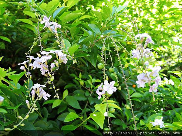 104.9.6 新竹公園-金露花.JPG