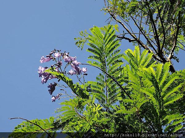 104.9.6 新竹公園-藍花楹3.JPG