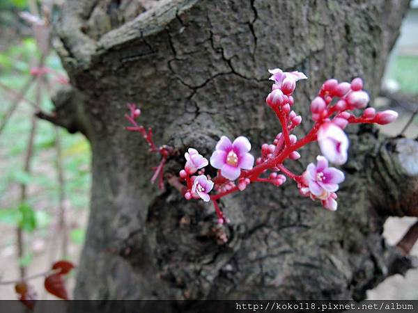 104.10.10 新竹公園-楊桃(花).JPG