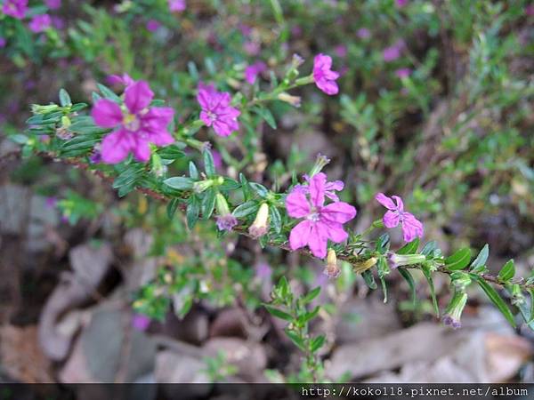 104.10.18 新竹公園-細葉雪茄花.JPG