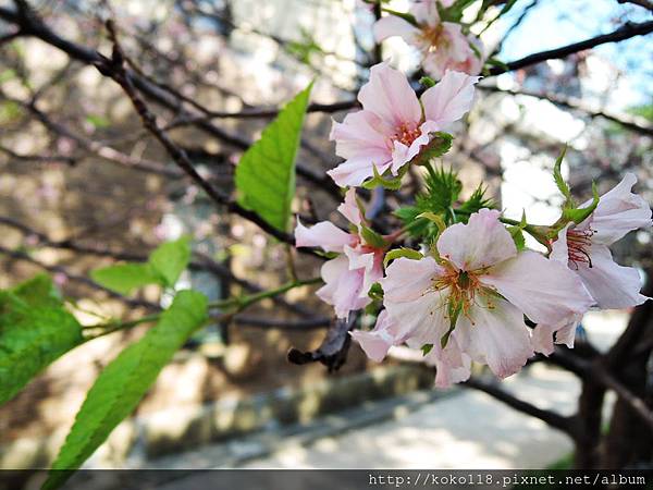 104.10.31 玻工館-櫻花5.JPG