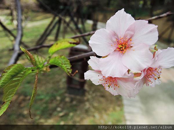 104.10.31 新竹公園-櫻花2.JPG