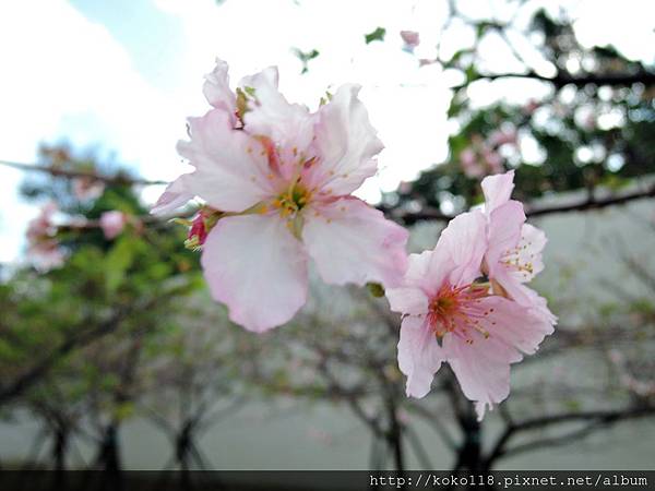 104.10.31 新竹公園-櫻花5.JPG