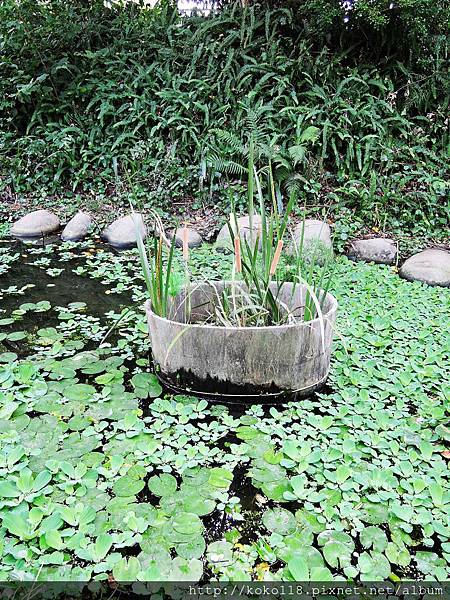 104.11.8 東山濕地生態教學公園-水蠟燭.JPG