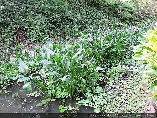 104.11.8 東山濕地生態教學公園-鴨舌草.JPG