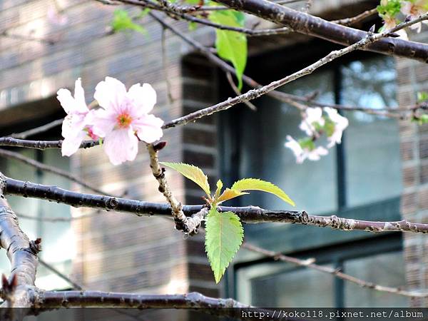 104.11.15 玻工館-櫻花1.JPG