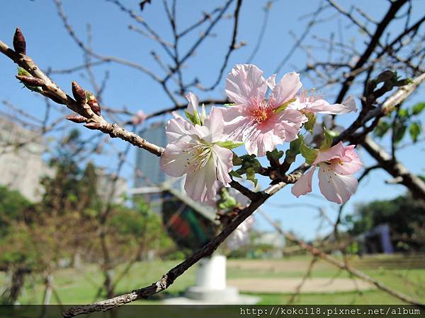 104.11.15 新竹公園-櫻花5.JPG