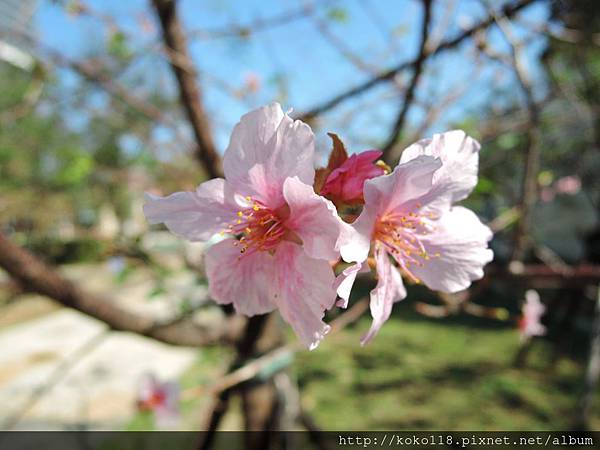 104.11.15 新竹公園-櫻花10.JPG