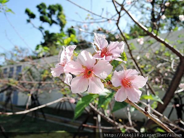 104.11.15 新竹公園-櫻花12.JPG