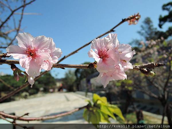 104.11.15 新竹公園-櫻花15.JPG