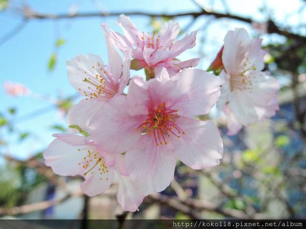 104.11.15 新竹公園-櫻花18.JPG